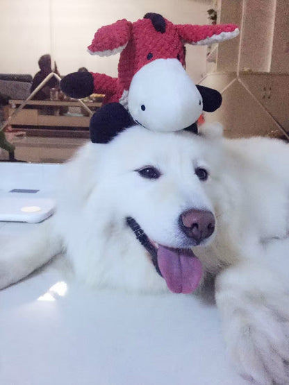 Tough toys Sitandpawz.com