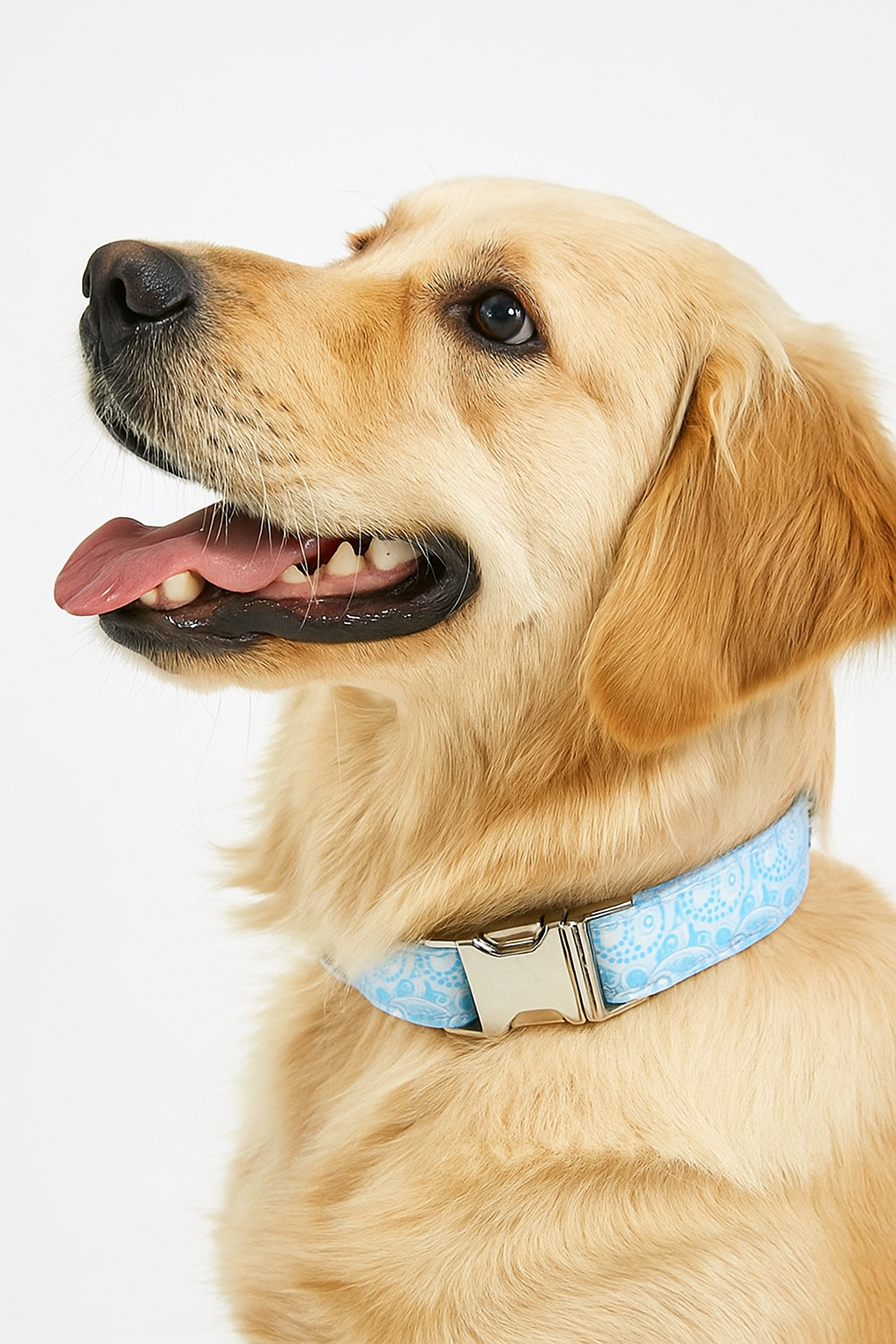 PAISLEY COLLAR AND LEASH SET Sitandpawz.com