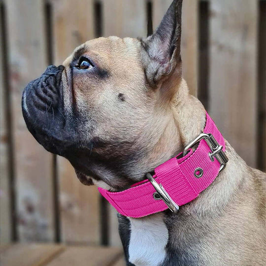 Pink dog collar 